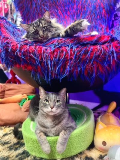 Nigel the gray tabby in a green bed below Franklin the fluffy brown tabby in a red and blue chair above Nigel